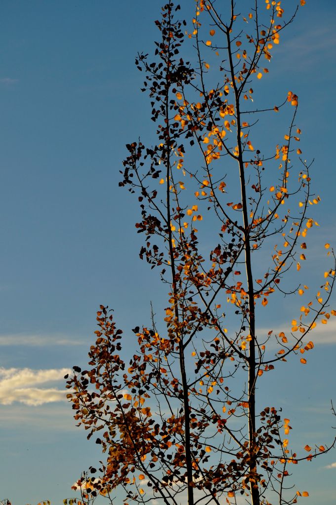 aspen