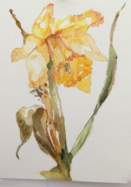 daffodil - 1