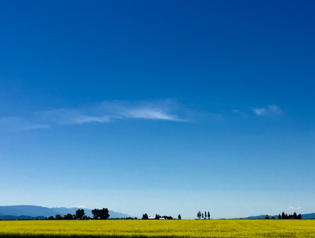 canola fields - 1