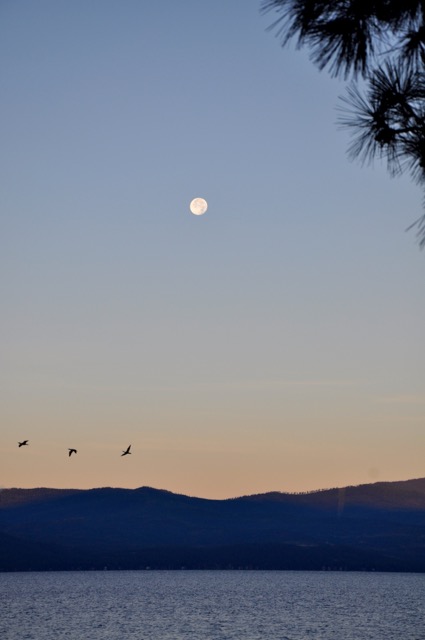 moonlit mornings3 - 1