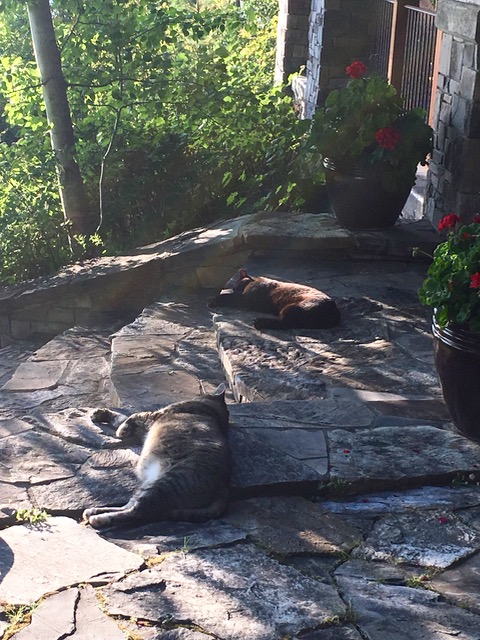 cat days of summer - 1