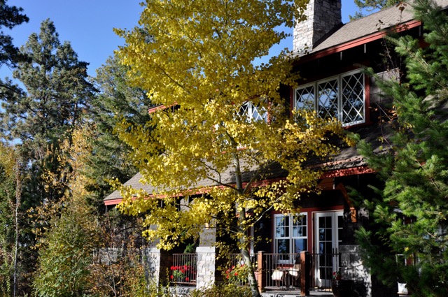 rogue aspen tree - 1