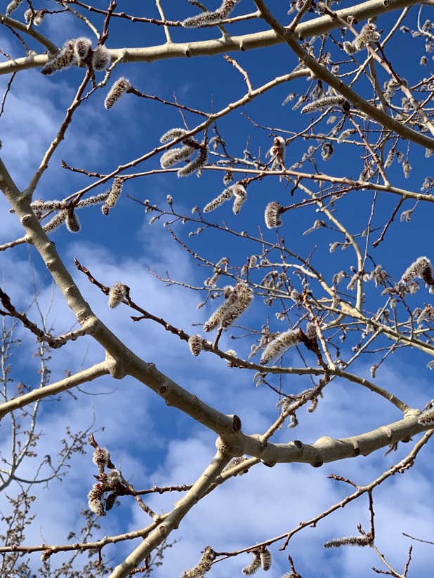 spring comes anyway - 1